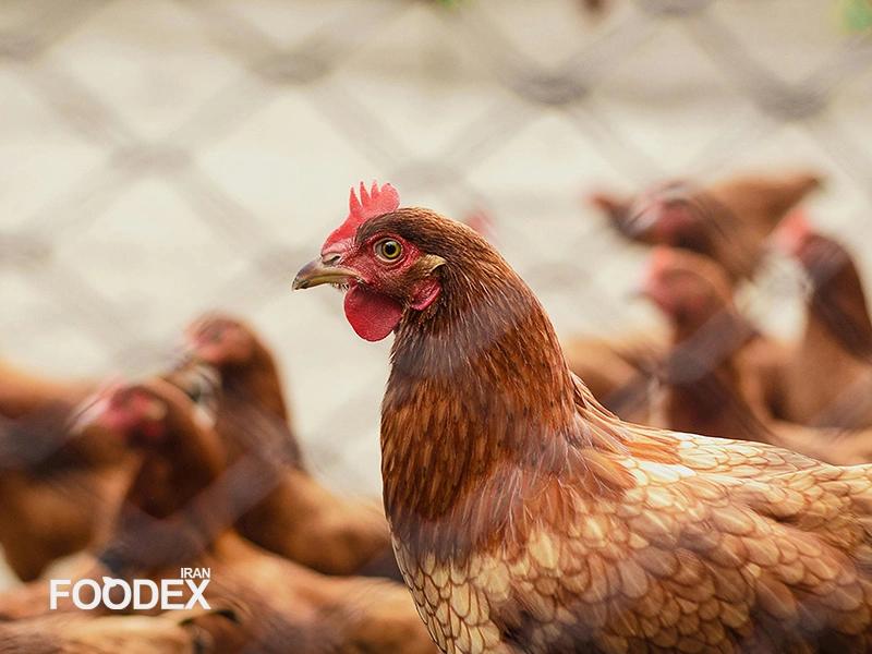 Trends, Innovations, and Sustainability in the Chicken Market