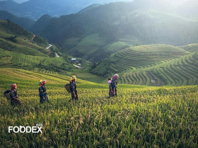 The Role of Women in African Agriculture