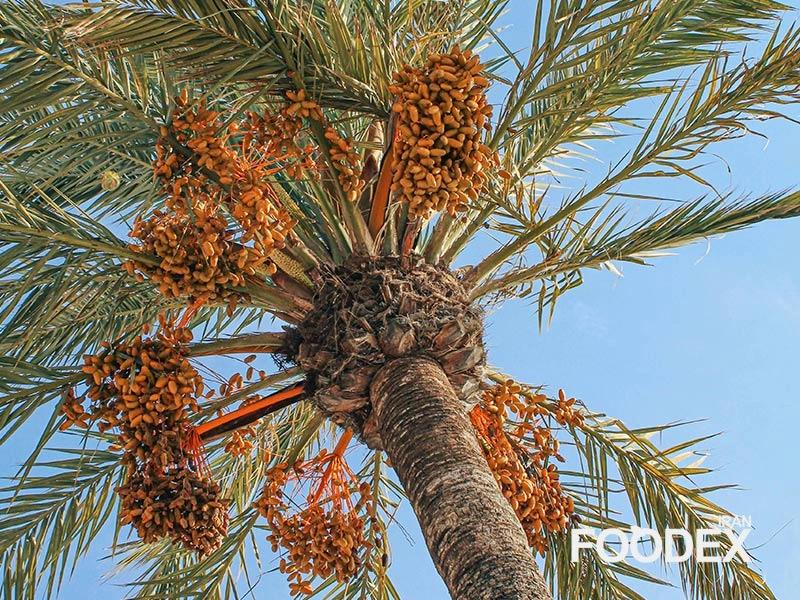 Dates: A Comprehensive Analysis of Global Production, Trade, and Value Chains