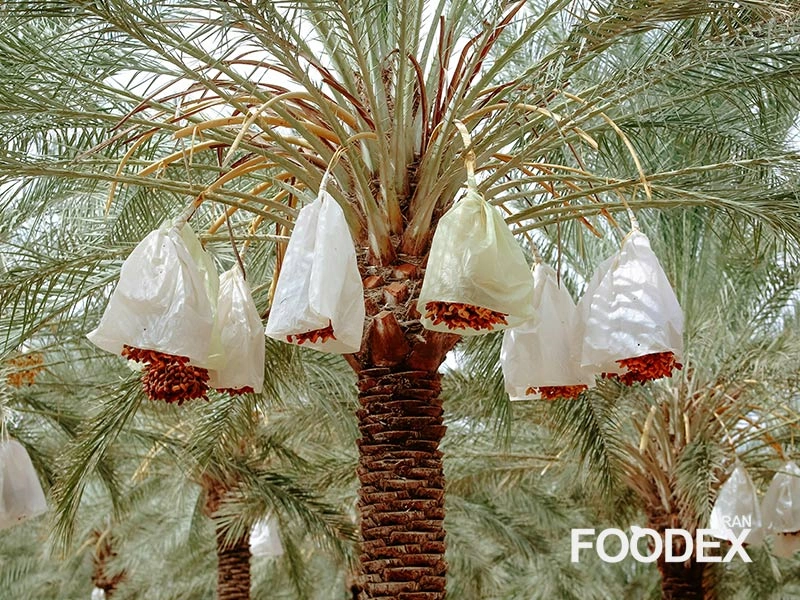 آشنایی با اجزای نخل خرما | فودکس ایران dates palm - foodex iran