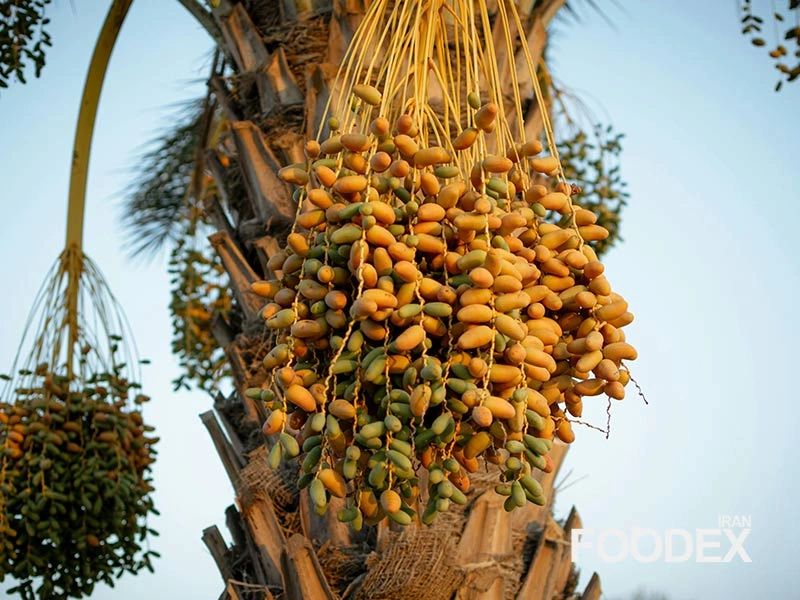 تاریخچه باستانی خرما | فودکس ایران dates history - foodex iran
