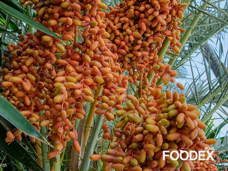 سایر کاربردهای نخل خرما: فراتر از یک میوه