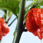 رکورد خوردن تندترین فلفل جهان