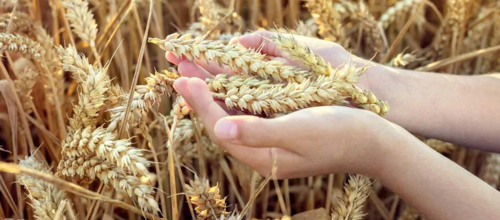 کتاب یش از نهار؛ فلسفه و علم اخلاق غذا