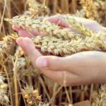 کتاب یش از نهار؛ فلسفه و علم اخلاق غذا