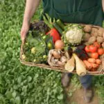 غذاهای ارگانیک چیست؟