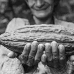 اولین تولیدکننده کاکائو در جهان