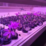 لیست شرکت‌های تولیدکننده زعفران